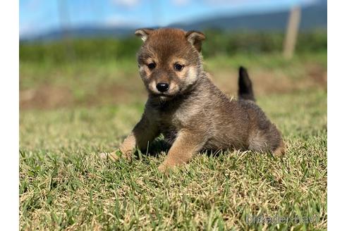 成約済の長野県の柴犬-152637の3枚目