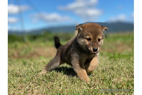 成約済の長野県の柴犬-152637の2枚目