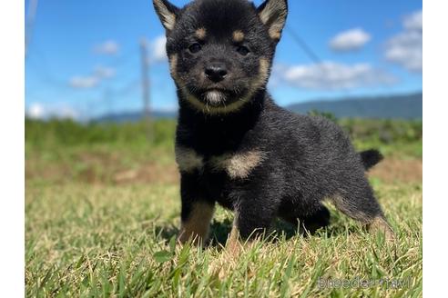 成約済の長野県の柴犬-152638の1枚目