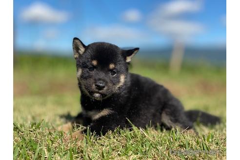 成約済の長野県の柴犬-152638の4枚目