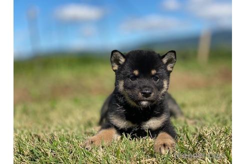 成約済の長野県の柴犬-152638の3枚目