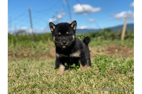 成約済の長野県の柴犬-152638の2枚目