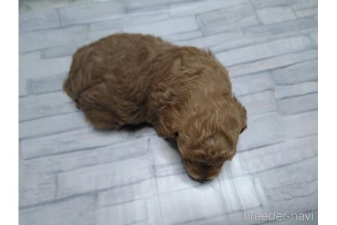 成約済の埼玉県のトイプードル-150982の36枚目
