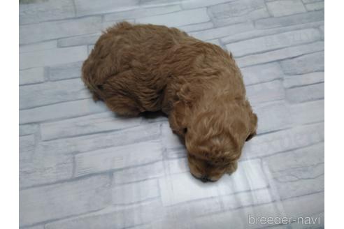 成約済の埼玉県のトイプードル-150982の35枚目