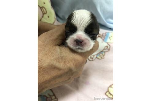 成約済の神奈川県のシーズー-152648の1枚目