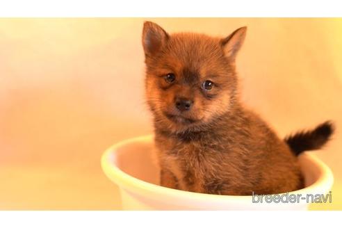 成約済の千葉県のミックス犬-152655の1枚目