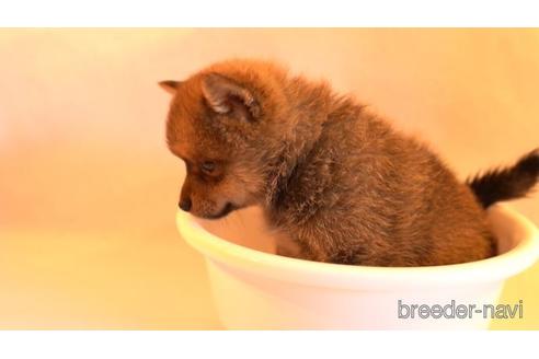 成約済の千葉県のミックス犬-152655の2枚目