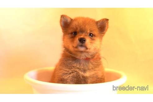 成約済の千葉県のミックス犬-152656の1枚目
