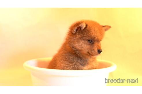 成約済の千葉県のミックス犬-152656の2枚目