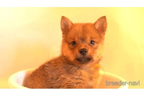 成約済の千葉県のミックス犬-152658の1枚目