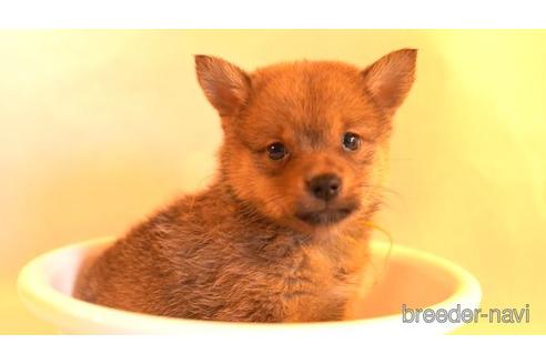 成約済の千葉県のミックス犬-152658の2枚目