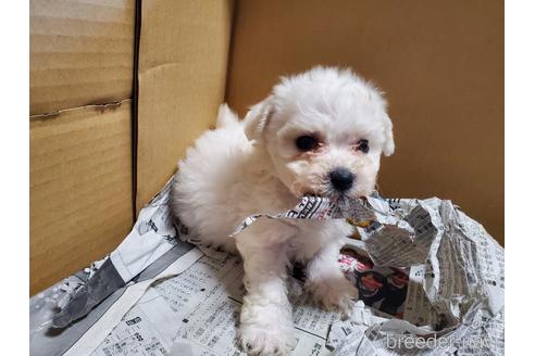 成約済の愛知県のビションフリーゼ-151134