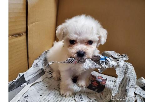 成約済の愛知県のビションフリーゼ-151134の8枚目