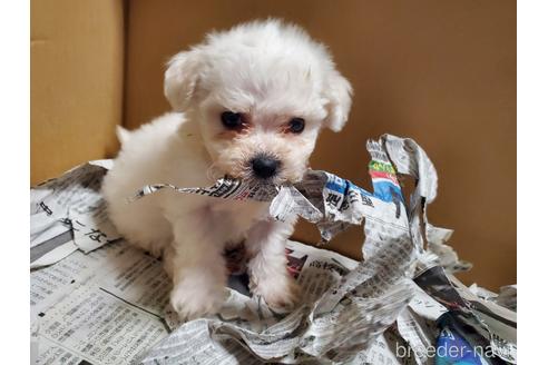 成約済の愛知県のビションフリーゼ-151134の7枚目