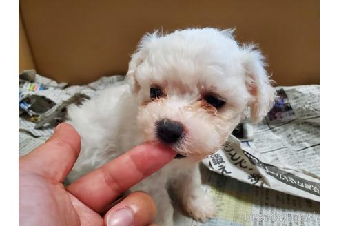 成約済の愛知県のビションフリーゼ-151134の4枚目