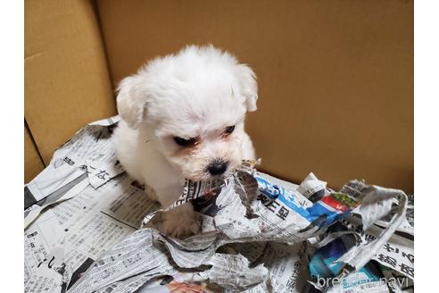 成約済の愛知県のビションフリーゼ-151134の5枚目