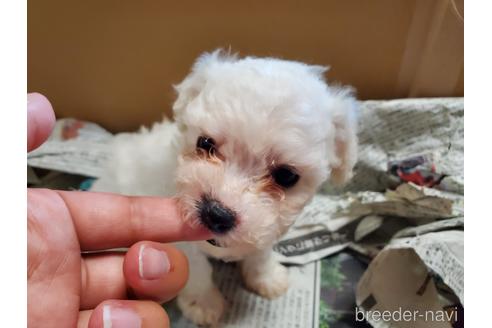 成約済の愛知県のビションフリーゼ-151134の3枚目