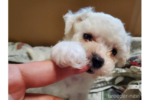 成約済の愛知県のビションフリーゼ-151134の2枚目