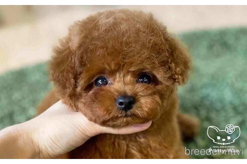 成約済の愛知県のタイニープードル-152672の1枚目