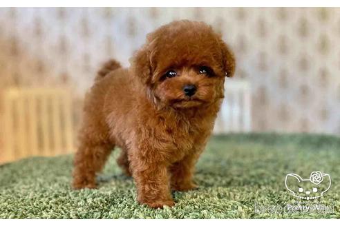 成約済の愛知県のタイニープードル-152672の4枚目