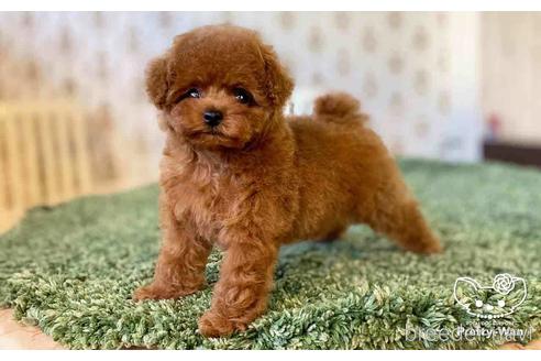 成約済の愛知県のタイニープードル-152672の5枚目