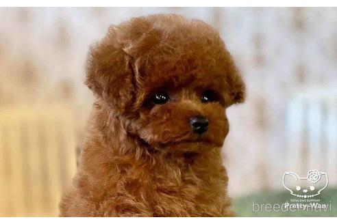 成約済の愛知県のタイニープードル-152672の2枚目