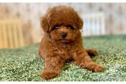 成約済の愛知県のタイニープードル-152672の3枚目