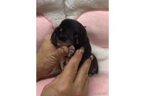 成約済の愛媛県のチワワ(ロングコート)-152056の16枚目