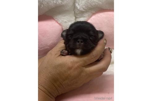 成約済の愛媛県のチワワ(ロングコート)-152057の21枚目