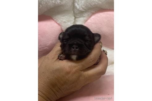 成約済の愛媛県のチワワ(ロングコート)-152057の20枚目