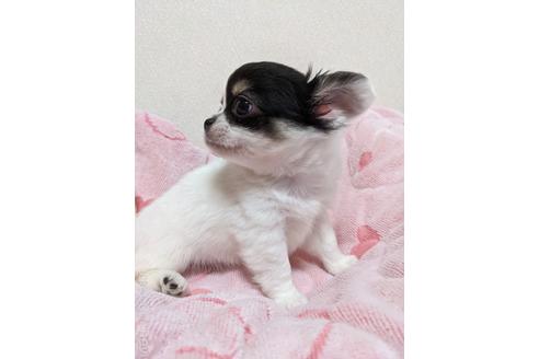 成約済の埼玉県のチワワ(ロングコート)-152747の5枚目