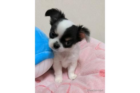 成約済の埼玉県のチワワ(ロングコート)-152747の4枚目