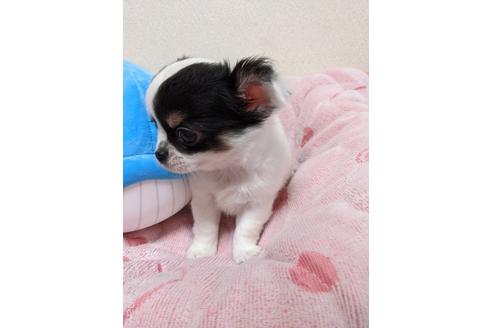 成約済の埼玉県のチワワ(ロングコート)-152747の3枚目