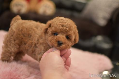 成約済の茨城県のタイニープードル-152755の1枚目