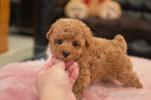 成約済の茨城県のタイニープードル-152755の6枚目