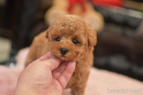 成約済の茨城県のタイニープードル-152755の5枚目