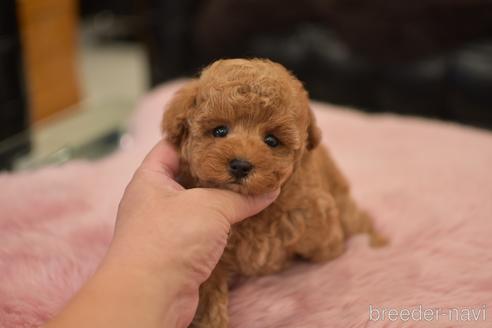 成約済の茨城県のタイニープードル-152755の4枚目
