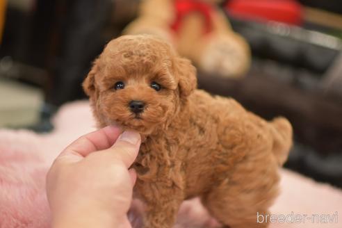 成約済の茨城県のタイニープードル-152755の3枚目