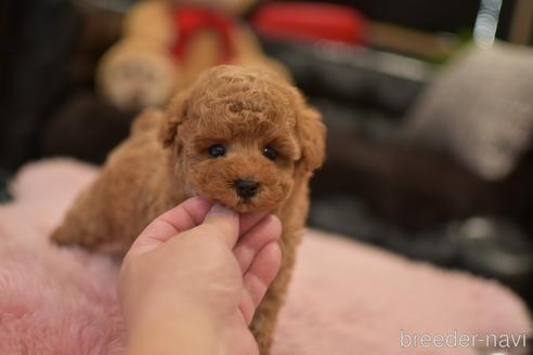 成約済の茨城県のタイニープードル-152755の2枚目