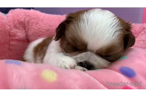 成約済の東京都のシーズー-152770の2枚目