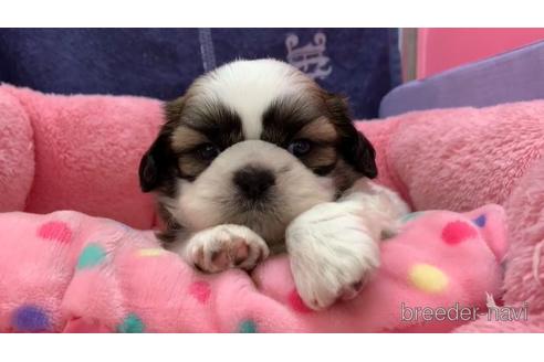 成約済の東京都のシーズー-152771の1枚目