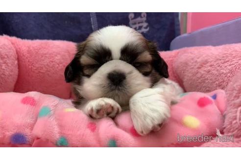 成約済の東京都のシーズー-152771の2枚目