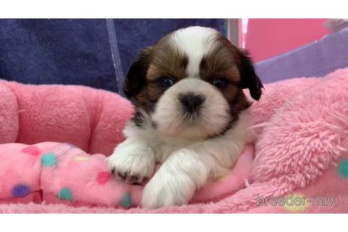 成約済の東京都のシーズー-152772の1枚目