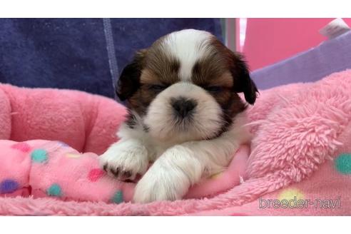 成約済の東京都のシーズー-152772の2枚目