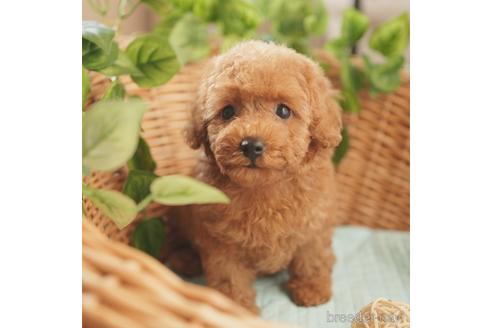 成約済の愛媛県のタイニープードル-152782