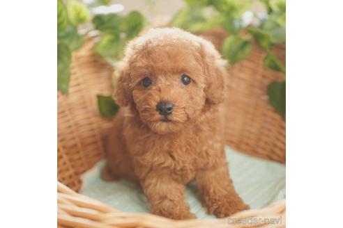 成約済の愛媛県のタイニープードル-152782の2枚目