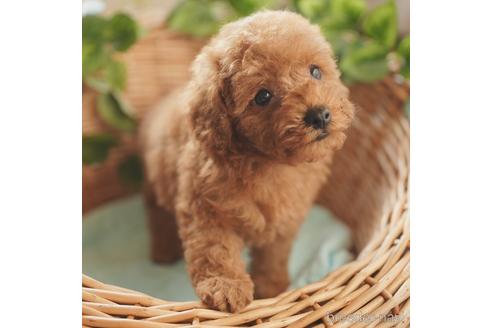 成約済の愛媛県のタイニープードル-152782の3枚目