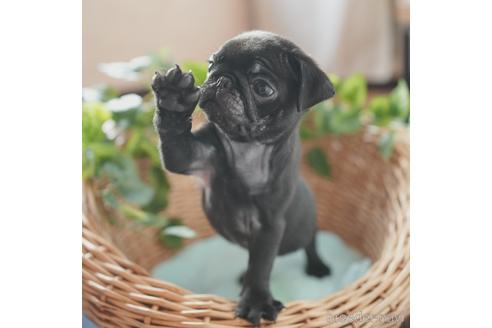 成約済の愛媛県のパグ-152785