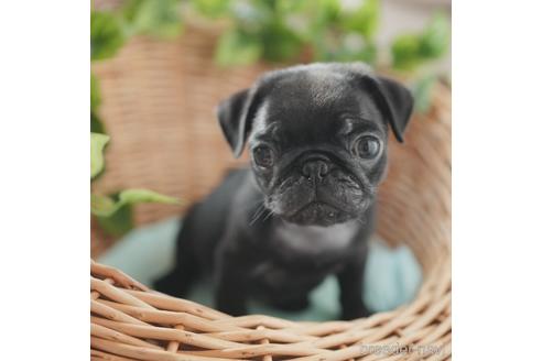 成約済の愛媛県のパグ-152785の2枚目