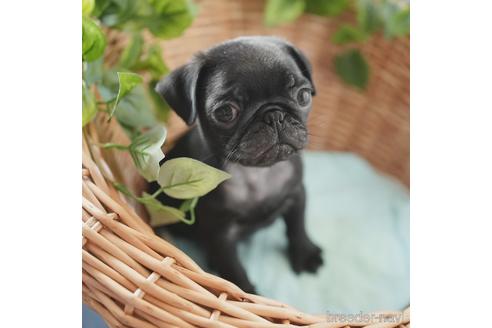 成約済の愛媛県のパグ-152785の3枚目